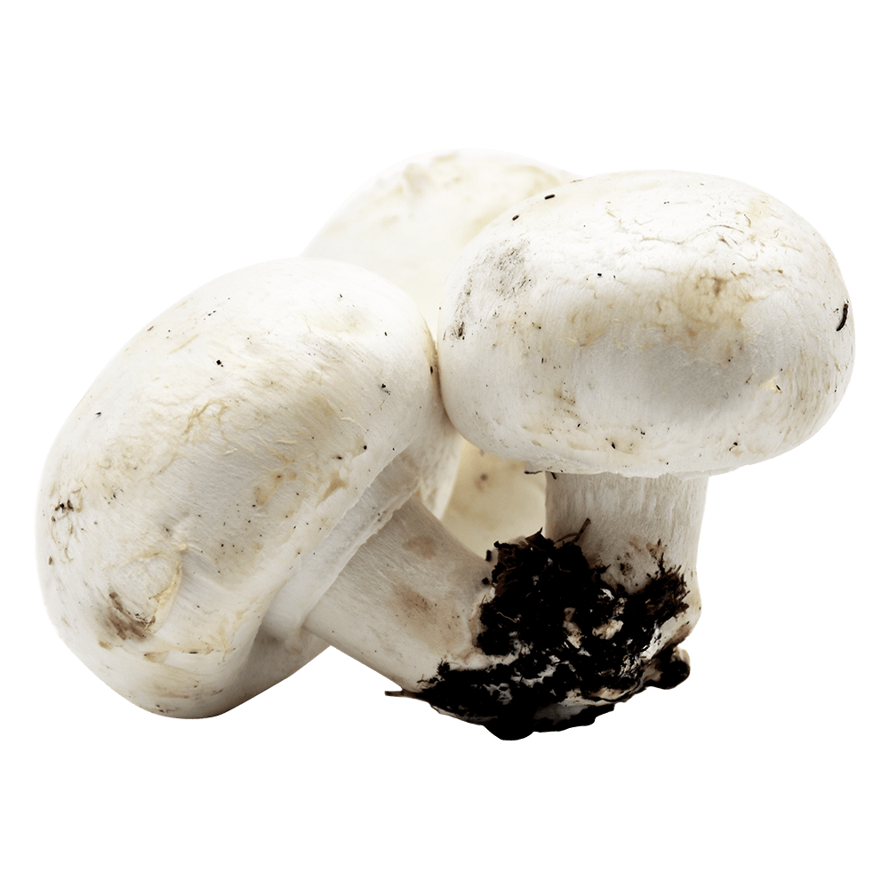 Organic Agaricus bisporus Extract, Organic Agaricus bisporus Powder