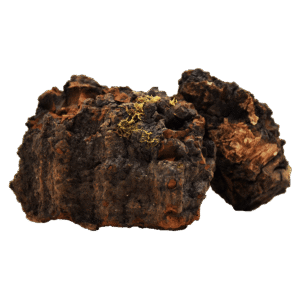 Organic Chaga Extract, Organic Chaga Powder