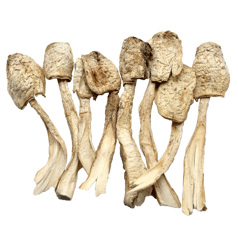Organic Coprinus comatus Extract