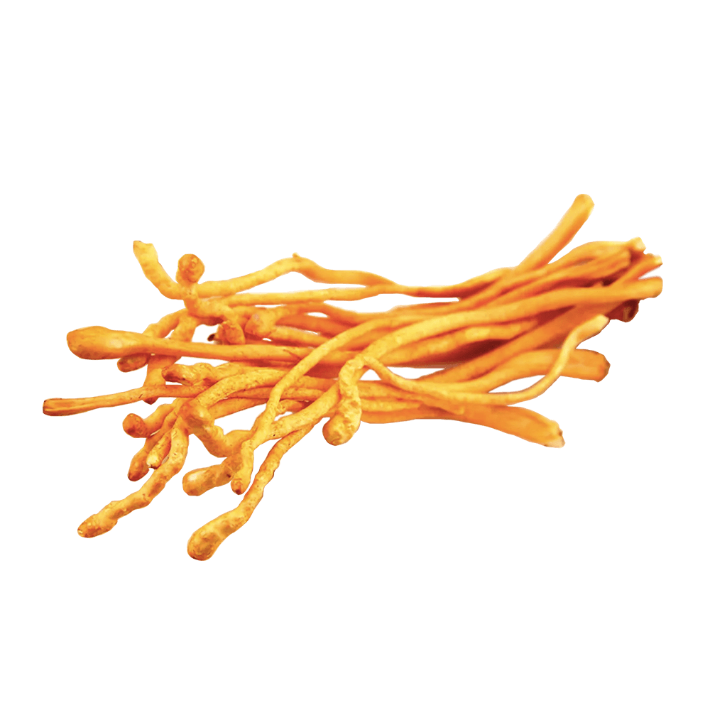 Organic Cordyceps militaris Extract, Organic Cordyceps militaris Powder