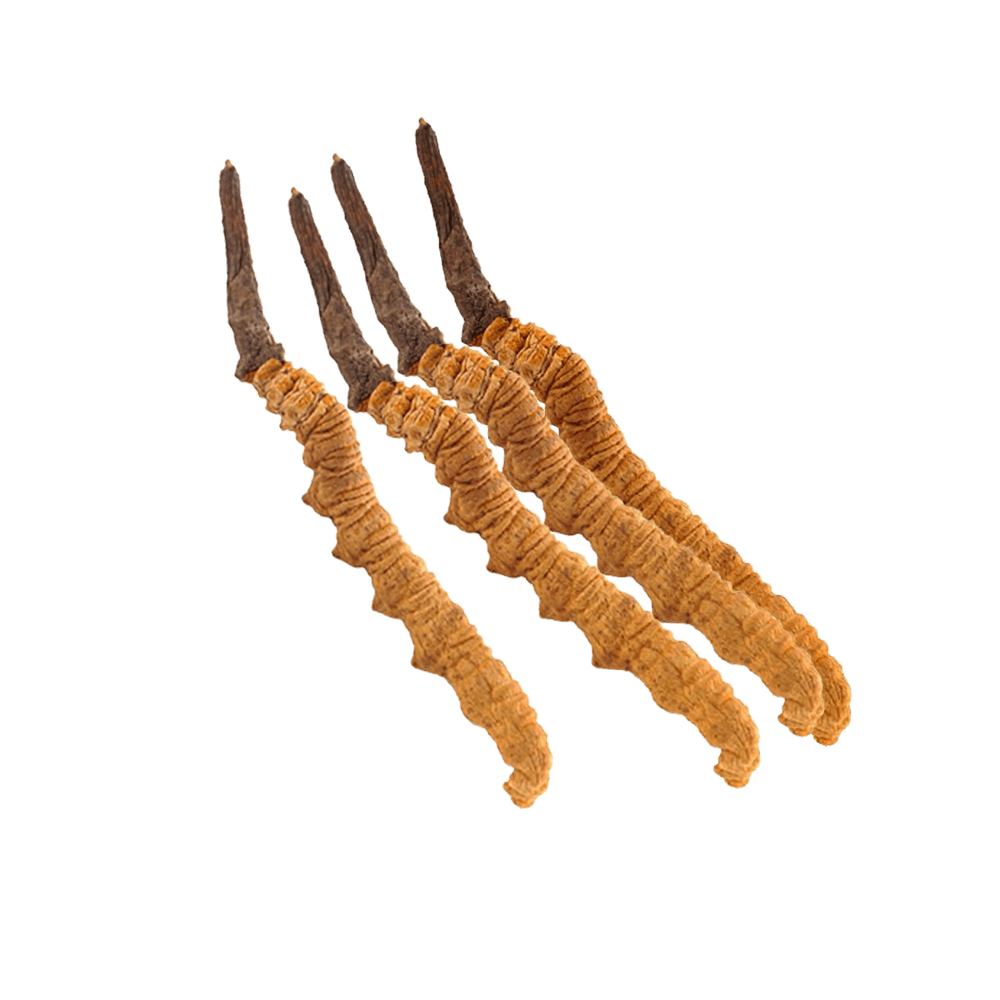 Organic Cordyceps sinensis Extract, Organic Cordyceps sinensis Powder