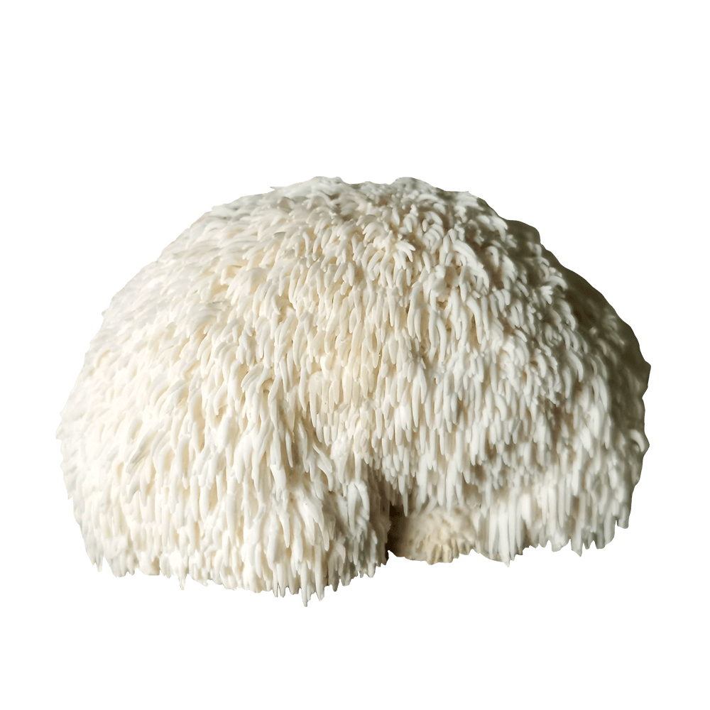 Organic Lions mane Extract, Organic Lions mane Powder