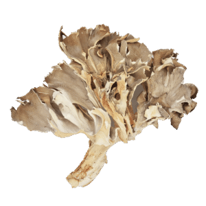 Organic Maitake Extract, Organic Maitake Powder
