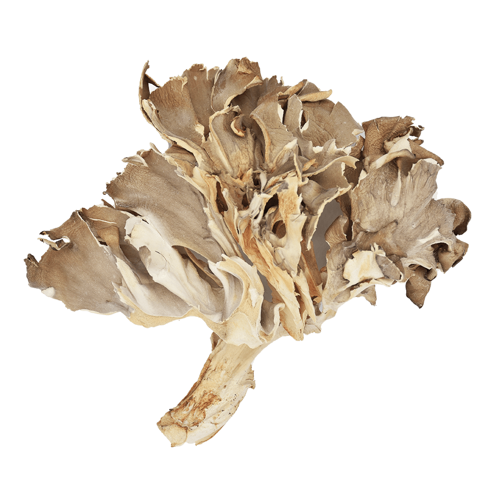 Organic Maitake Extract, Organic Maitake Powder