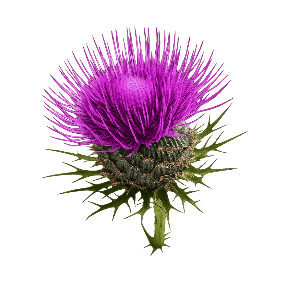 Organic Milk thistle Extract