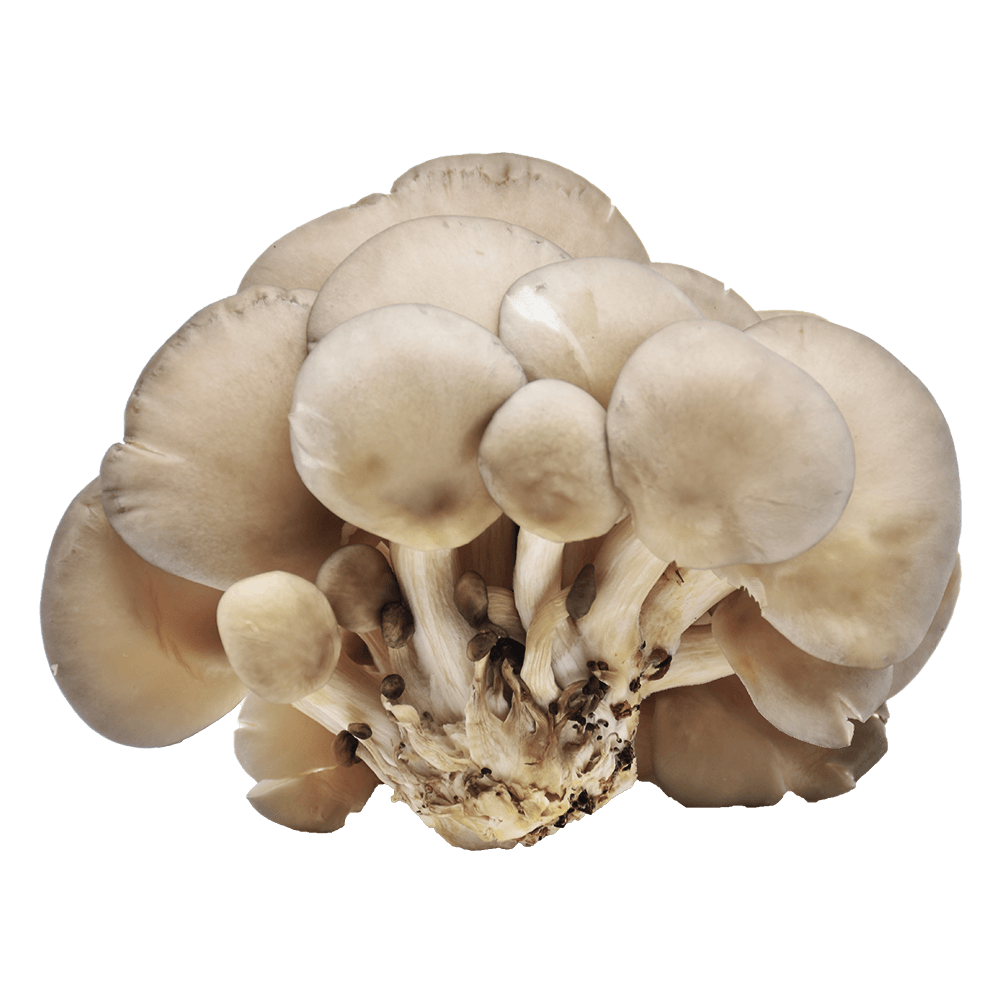 Organic Oyster mushroom Extract, Organic Oyster mushroom Powder