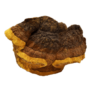 Organic Phellinus linteus Extract