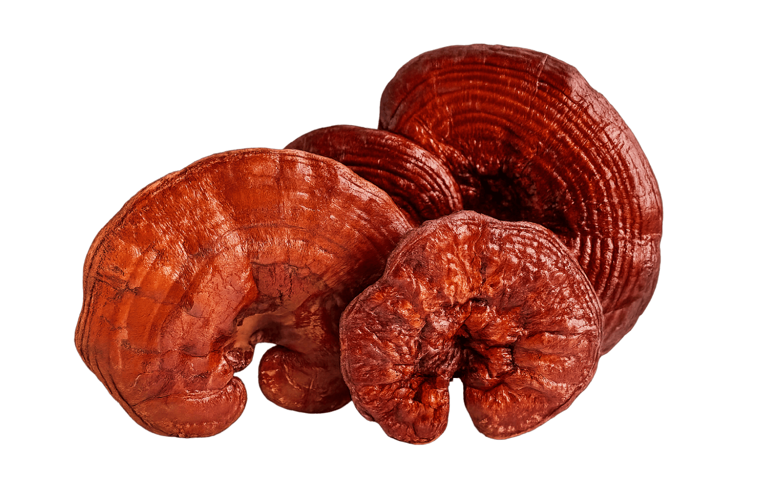 Organic Reishi Extract