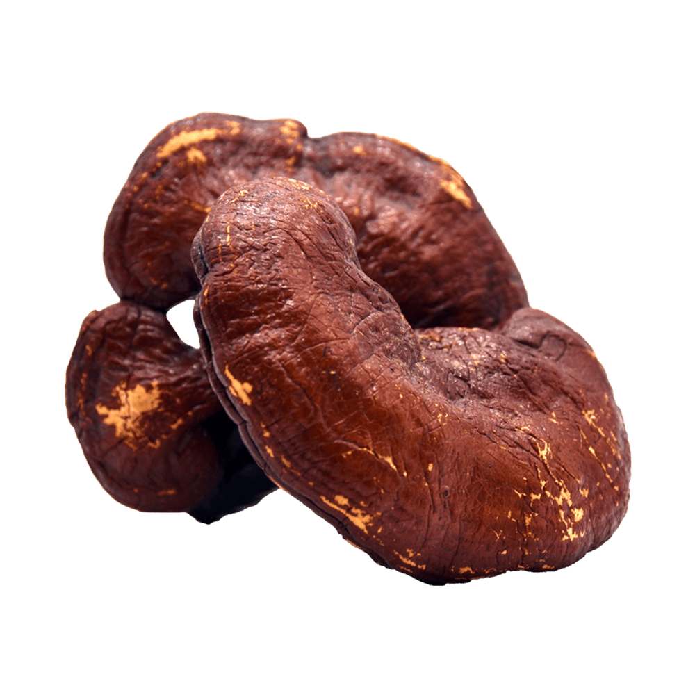 Organic Reishi Extract